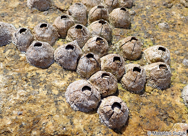 クロフジツボ Tetraclita japonica