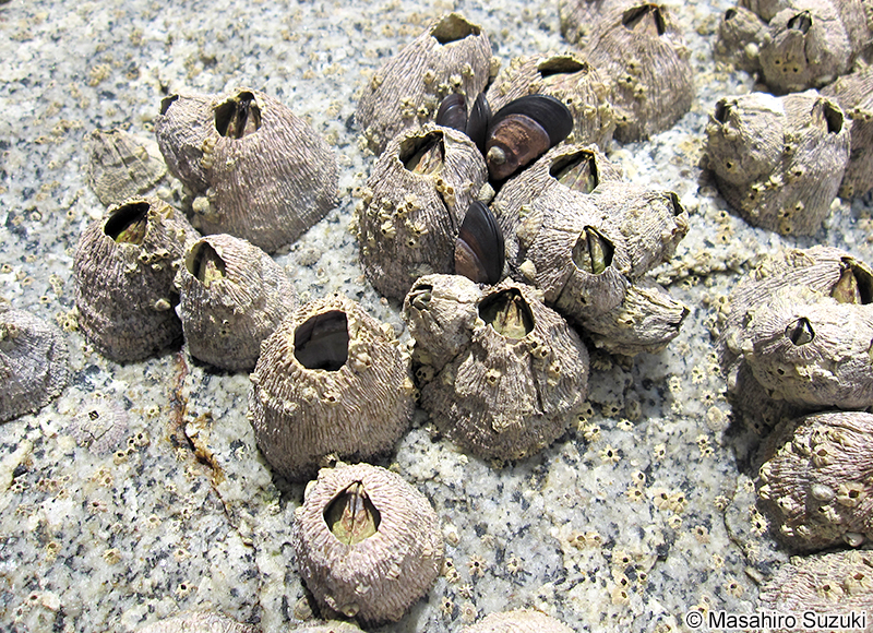 クロフジツボ Tetraclita japonica