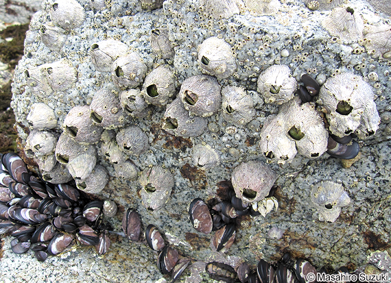 クロフジツボ Tetraclita japonica