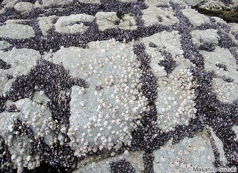 クロフジツボ Tetraclita japonica