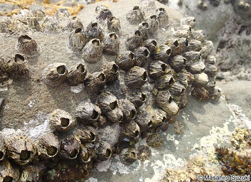 クロフジツボ Tetraclita japonica