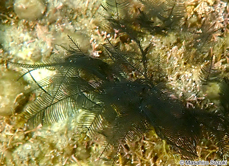 クロガヤ Lytocarpia nigra