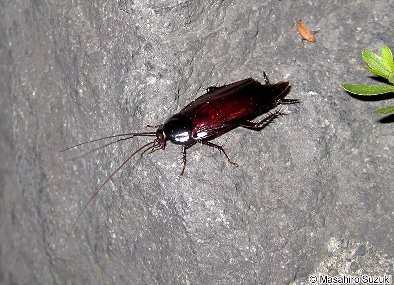 クロゴキブリ Periplaneta fuliginosa