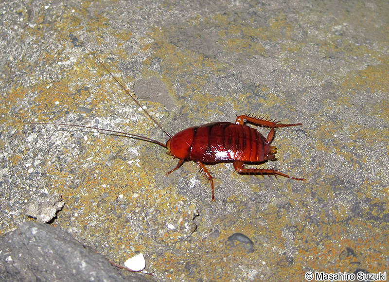 クロゴキブリ Periplaneta fuliginosa
