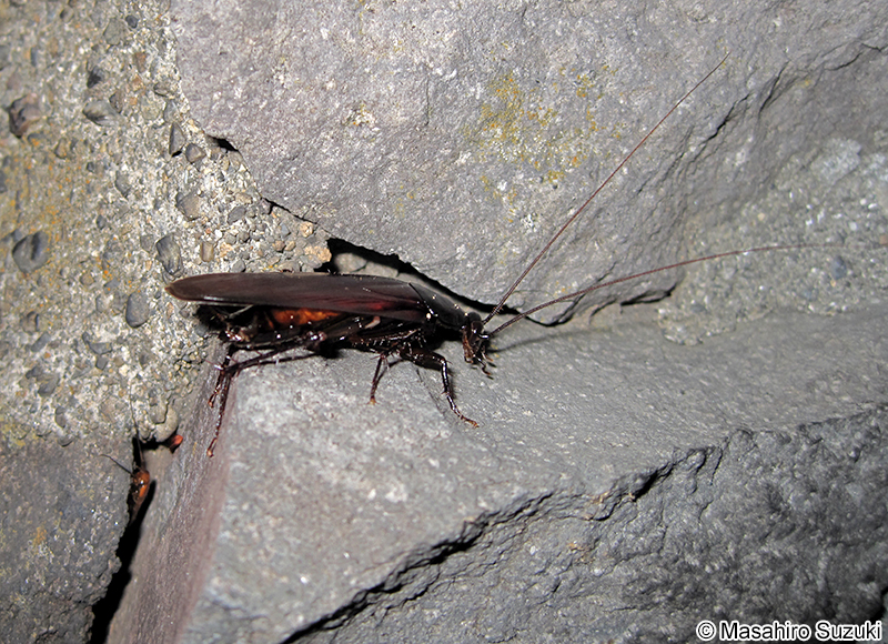 クロゴキブリ Periplaneta fuliginosa