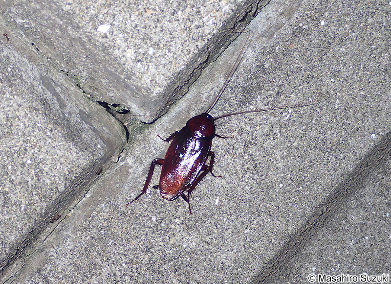 クロゴキブリ Periplaneta fuliginosa