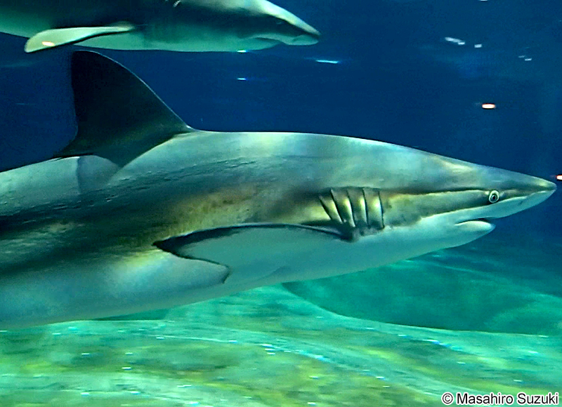 クロヘリメジロザメ Carcharhinus brachyurus