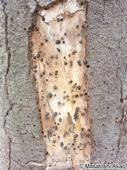 クロヒラアシキバチ Tremex apicalis