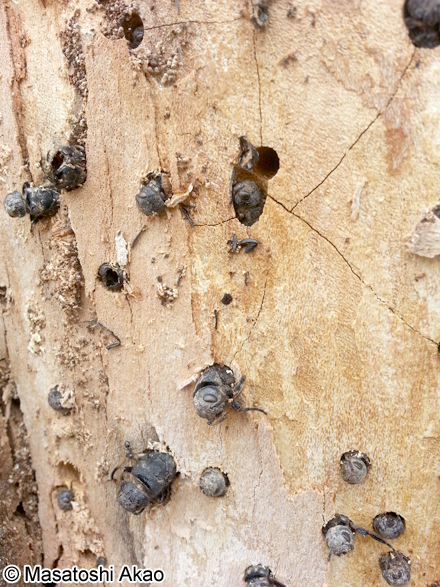 クロヒラアシキバチ Tremex apicalis