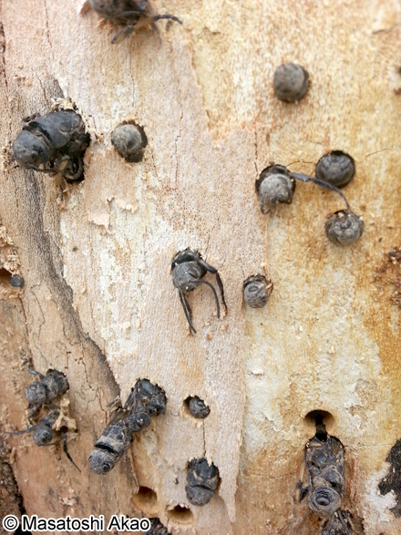 クロヒラアシキバチ Tremex apicalis