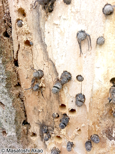 クロヒラアシキバチ Tremex apicalis