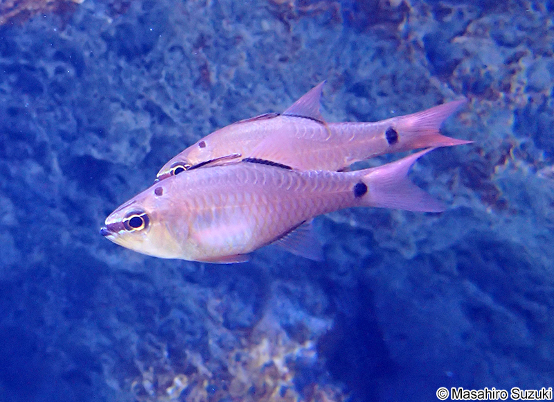 クロホシイシモチ Apogon notatus