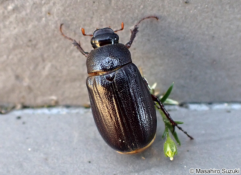 クロコガネ Holotrichia kiotoensis