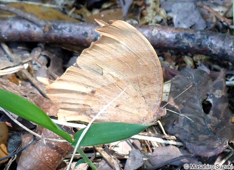 クロコノマチョウ Melanitis phedima