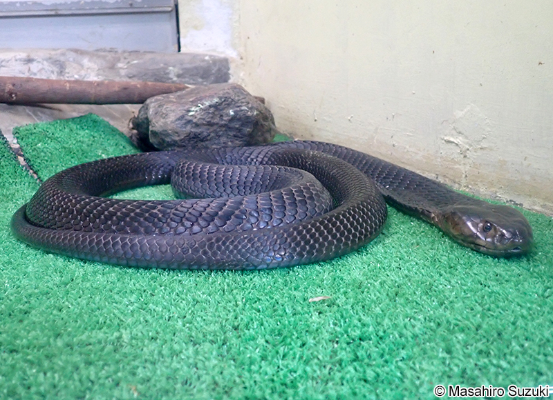 クロクビドクハキコブラ Naja nigricollis