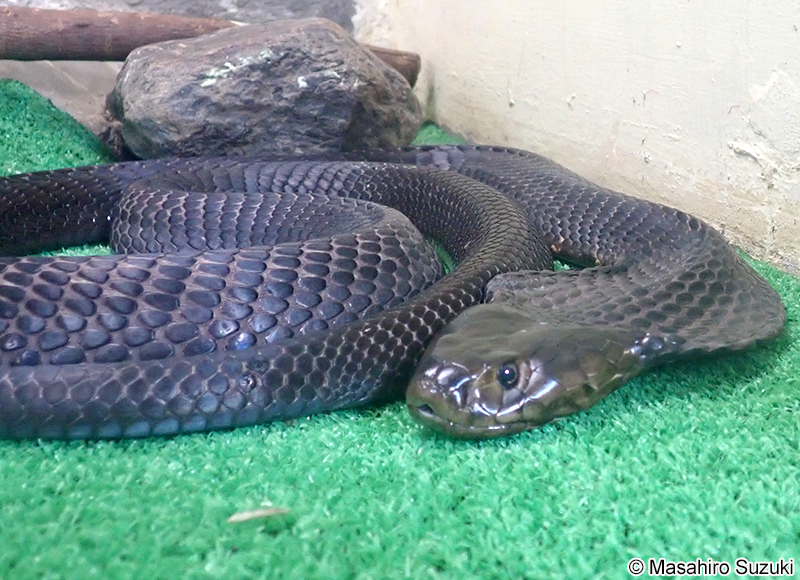 クロクビドクハキコブラ Naja nigricollis