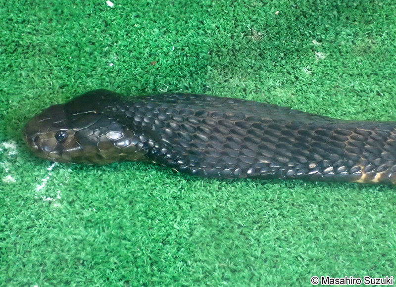 クロクビドクハキコブラ Naja nigricollis