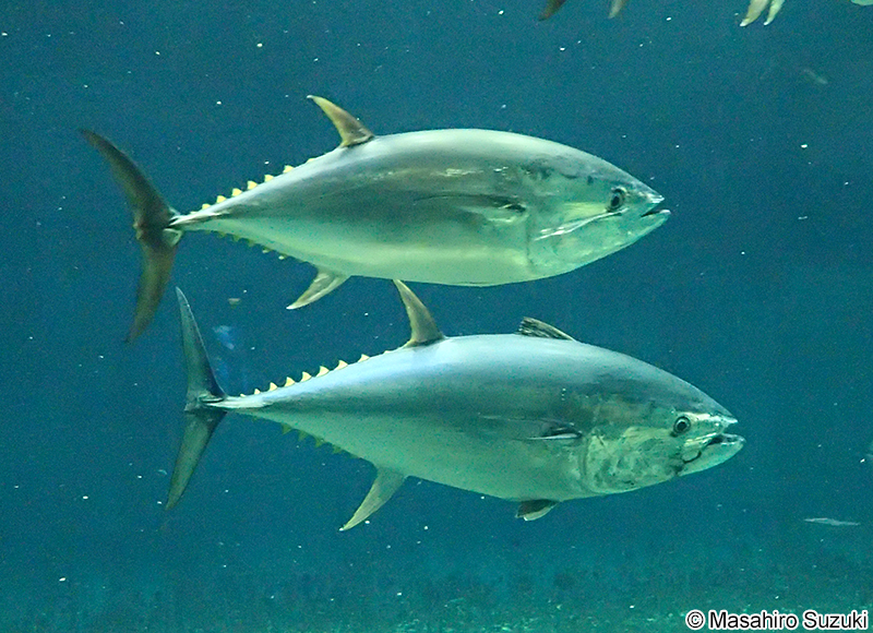 クロマグロ Thunnus orientalis