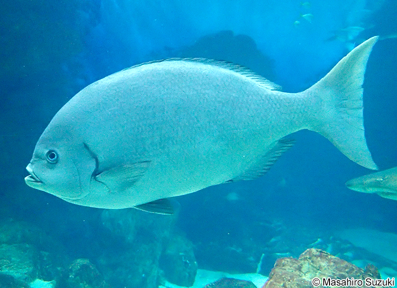 クロメジナ Girella leonina