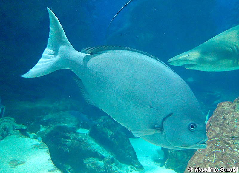 クロメジナ Girella leonina