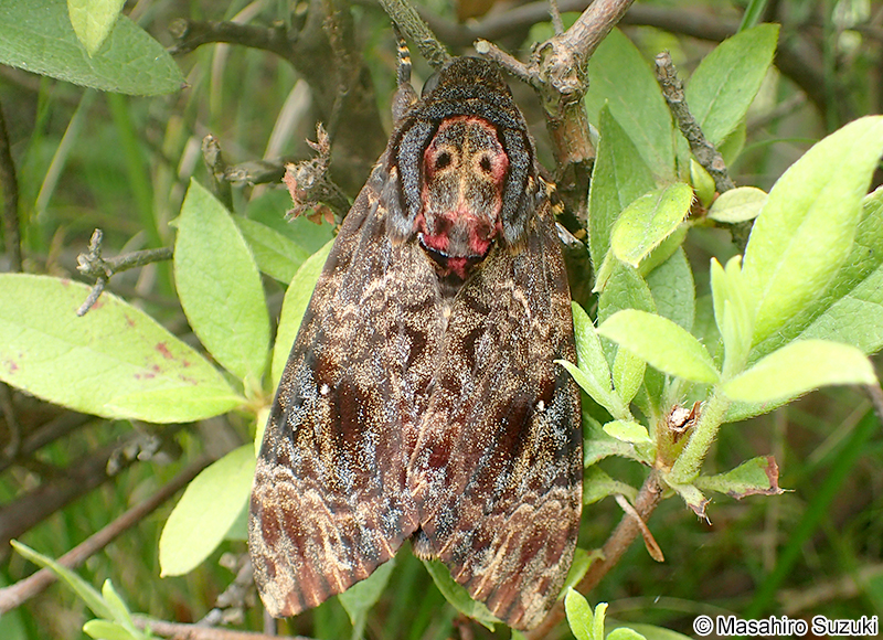 クロメンガタスズメ Acherontia lachesis