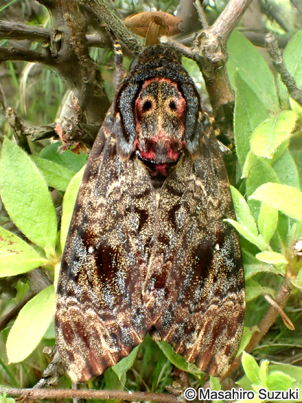 クロメンガタスズメ Acherontia lachesis