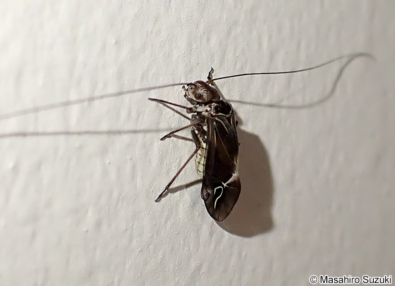 クロミャクチャタテ Sigmatoneura kolbei