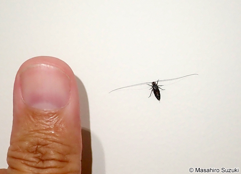 クロミャクチャタテ Sigmatoneura kolbei