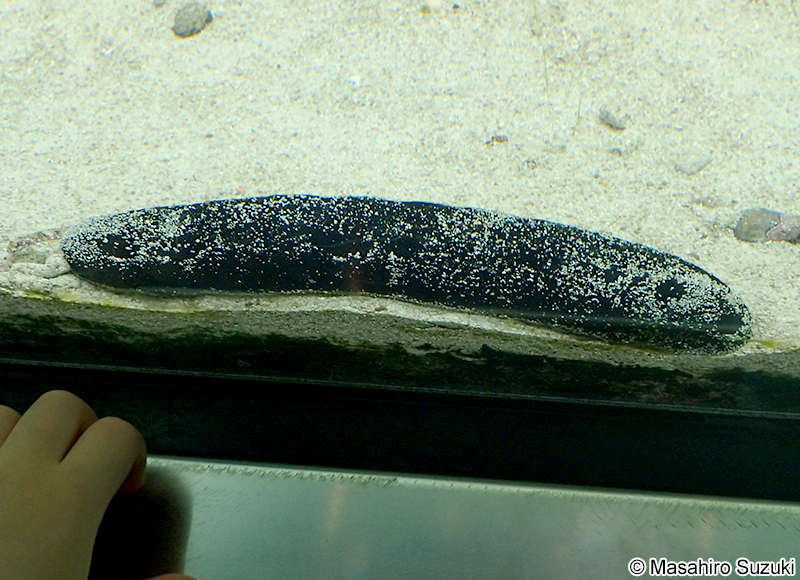 クロナマコ Holothuria atra
