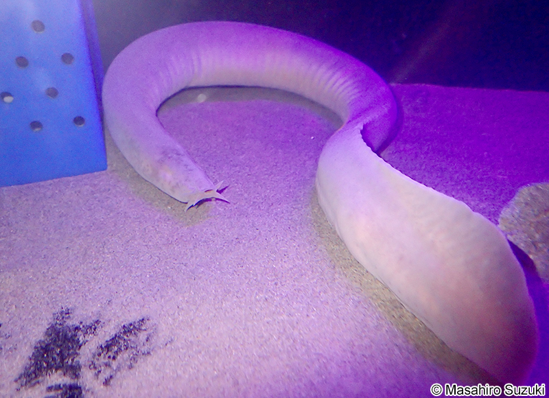 クロヌタウナギ Eptatretus atami