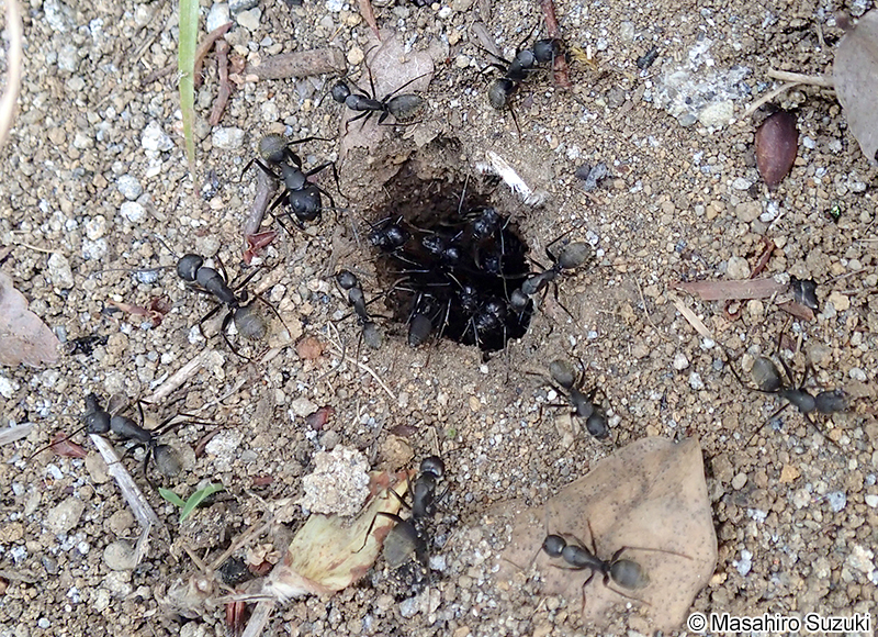クロオオアリ Camponotus japonicus