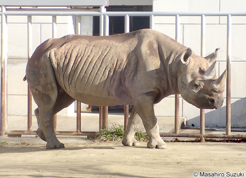 ヒガシクロサイ Diceros bicornis michaeli