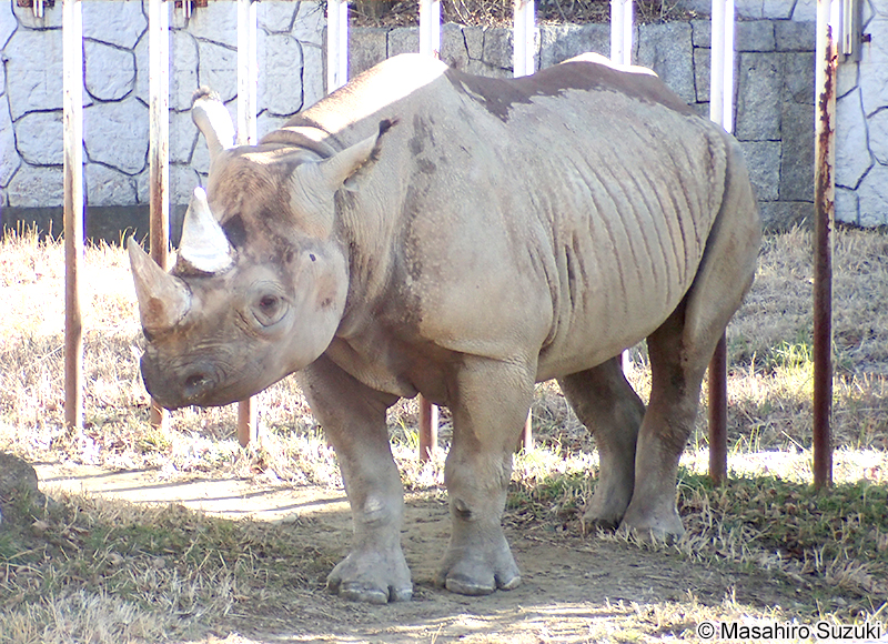 ヒガシクロサイ Diceros bicornis michaeli