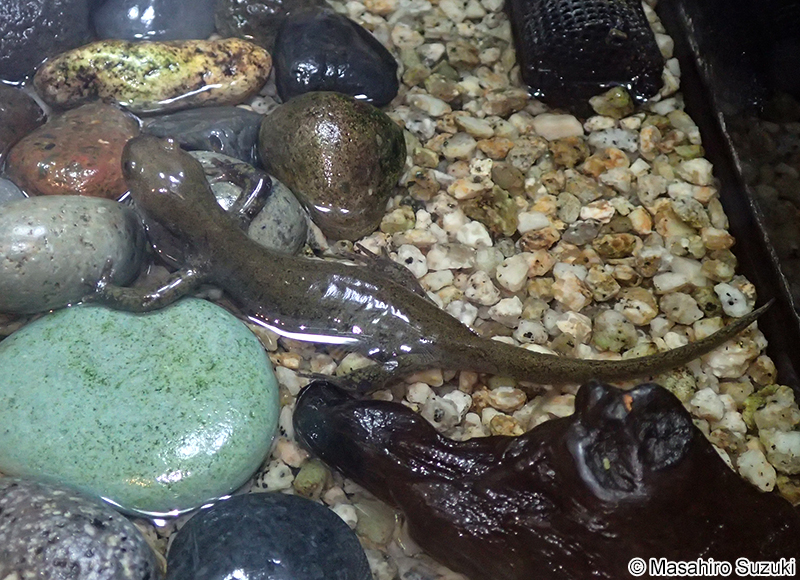 クロサンショウオ Hynobius nigrescens