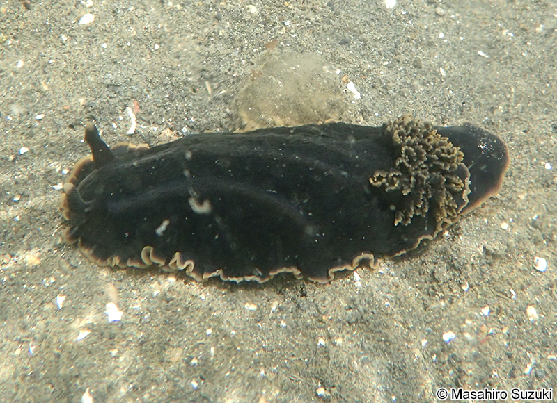 クロシタナシウミウシ Dendrodoris arborescens