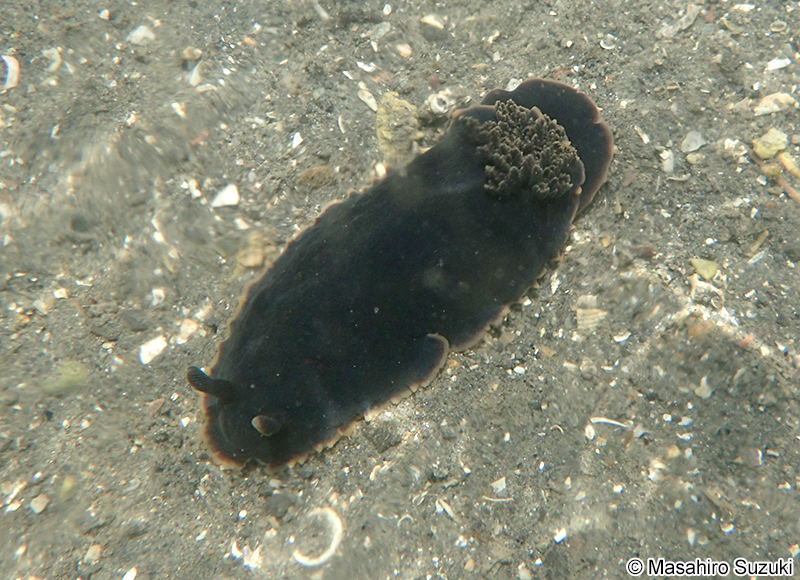 クロシタナシウミウシ Dendrodoris arborescens