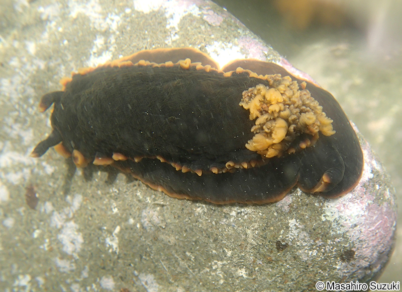 クロシタナシウミウシ Dendrodoris arborescens