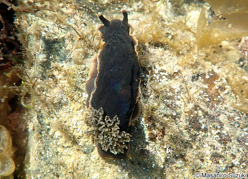 クロシタナシウミウシ Dendrodoris arborescens
