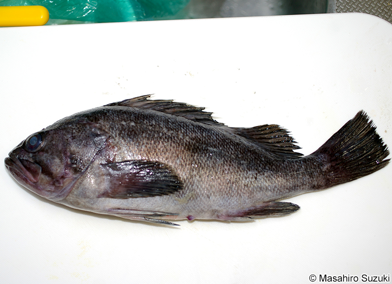 クロソイ Sebastes schlegelii