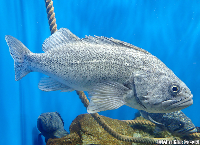 クロソイ Sebastes schlegelii