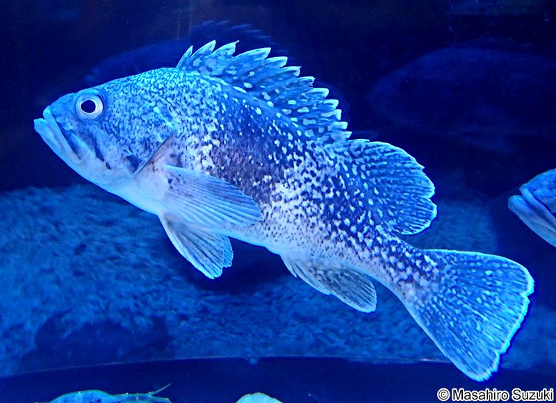 クロソイ Sebastes schlegelii