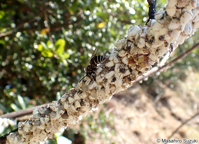 クロスズメバチ Vespula flaviceps