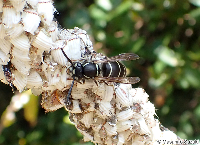 クロスズメバチ Vespula flaviceps