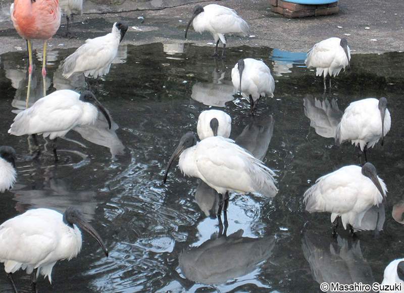 クロトキ Threskiornis melanocephalus