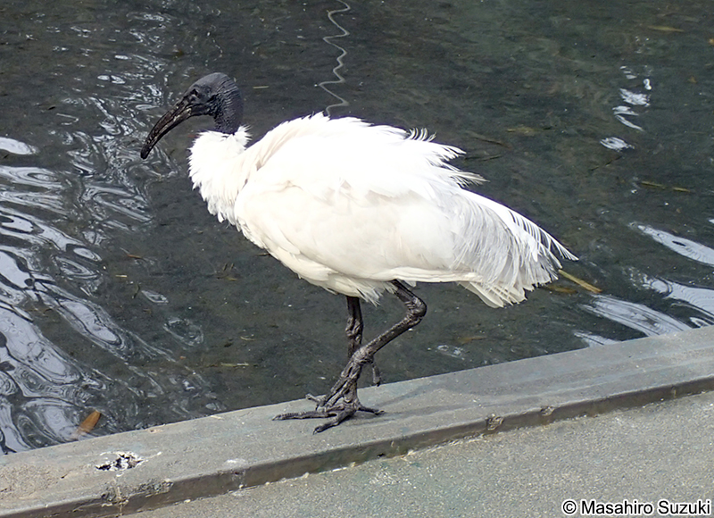 クロトキ Threskiornis melanocephalus