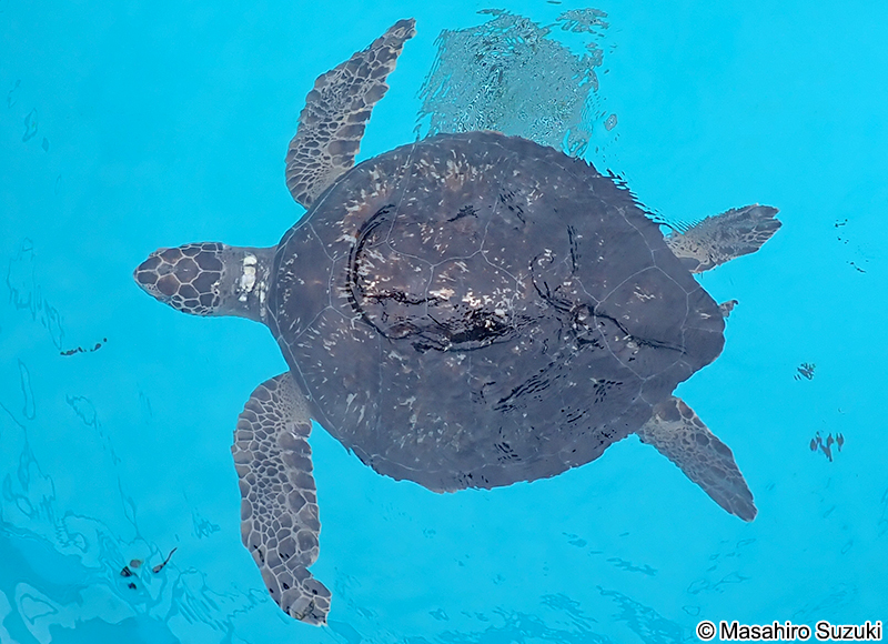 クロウミガメ Chelonia mydas agassizii