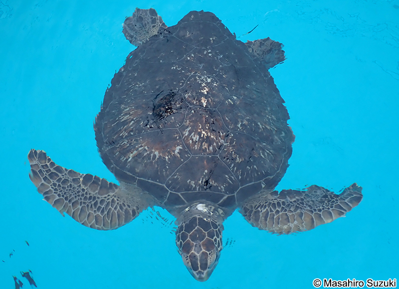 クロウミガメ Chelonia mydas agassizii