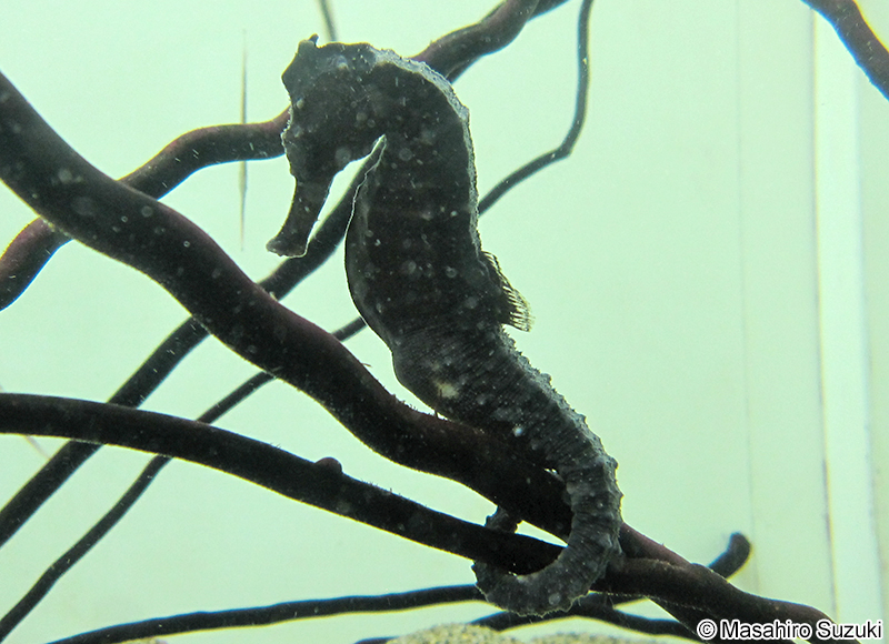 クロウミウマ Hippocampus kuda