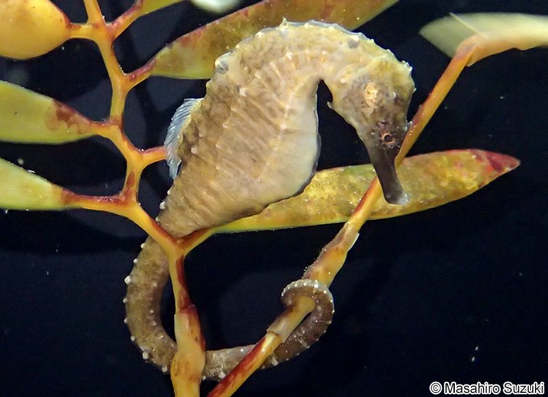 クロウミウマ Hippocampus kuda