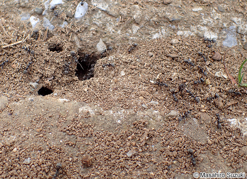 クロヤマアリ Formica japonica